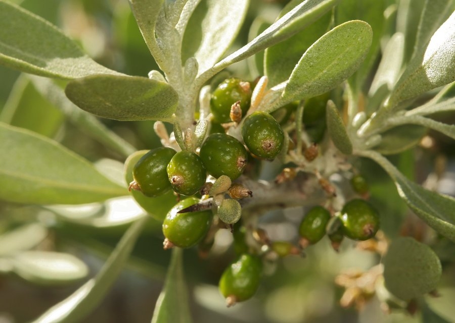 Shepherdia argentea