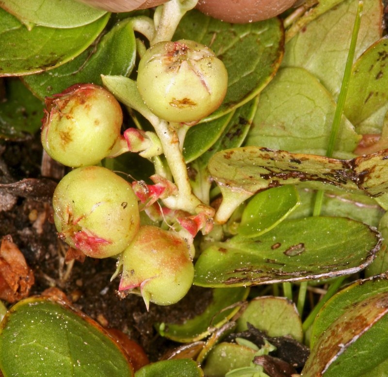 Gaultheria humifusa