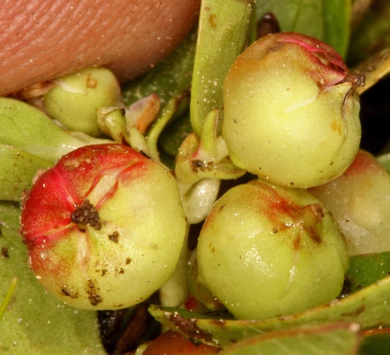 Gaultheria humifusa