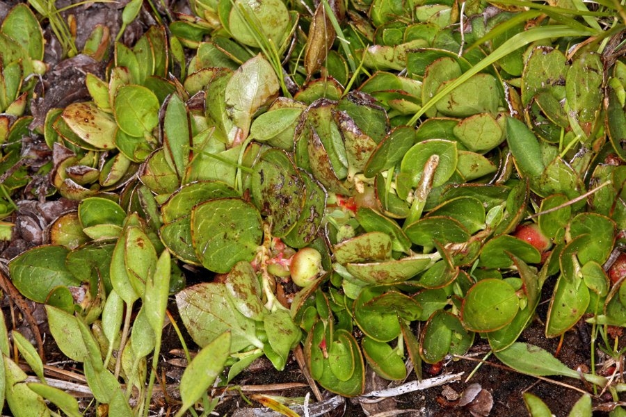 Gaultheria humifusa