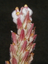 Cordylanthus orcuttianus
