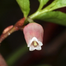 Vaccinium caespitosum