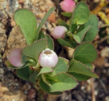 Vaccinium caespitosum