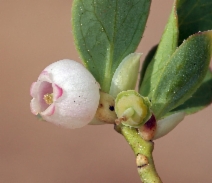 Vaccinium caespitosum