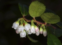 Vaccinium ovatum