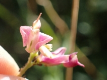 Polygala cornuta ssp. fishiae