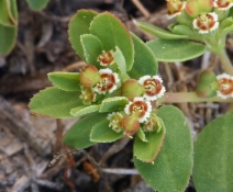 Euphorbia serpyllifolia