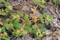 Euphorbia serpyllifolia ssp. serpyllifolia