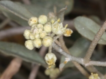 Croton californicus