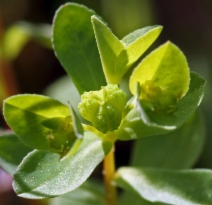 Euphorbia spathulata