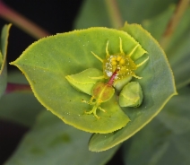 Euphorbia terracina