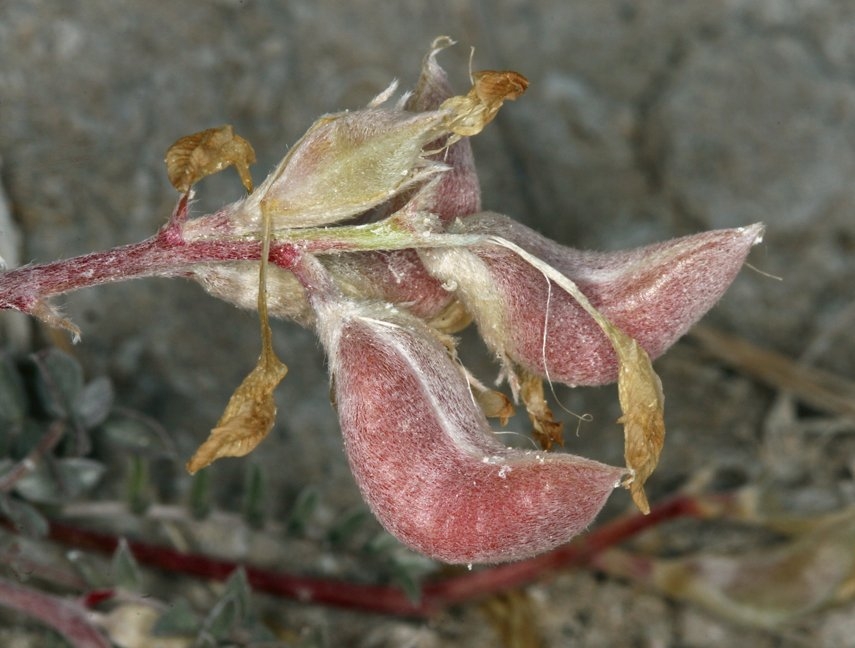 Astragalus argophyllus var. argophyllus