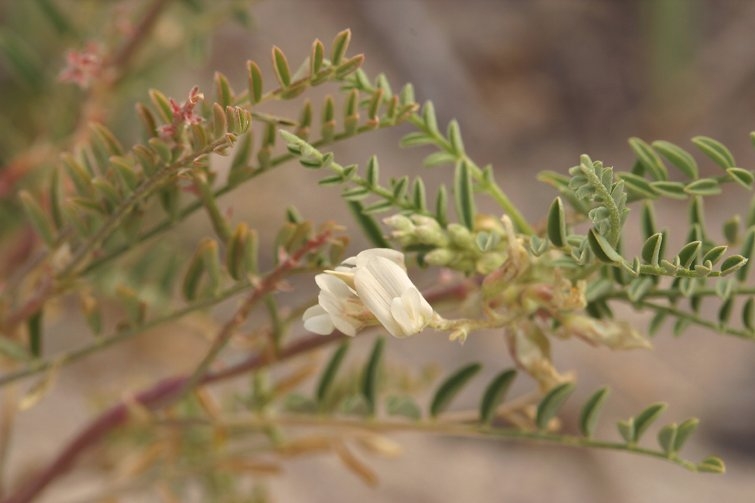 Astragalus johannis-howellii