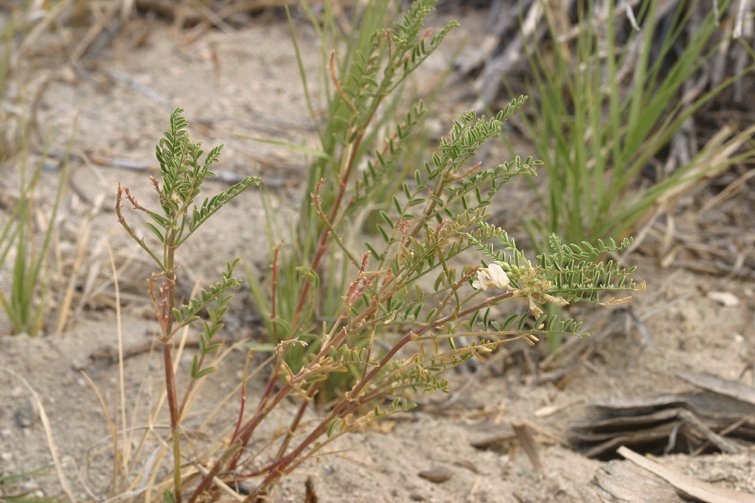 Astragalus johannis-howellii