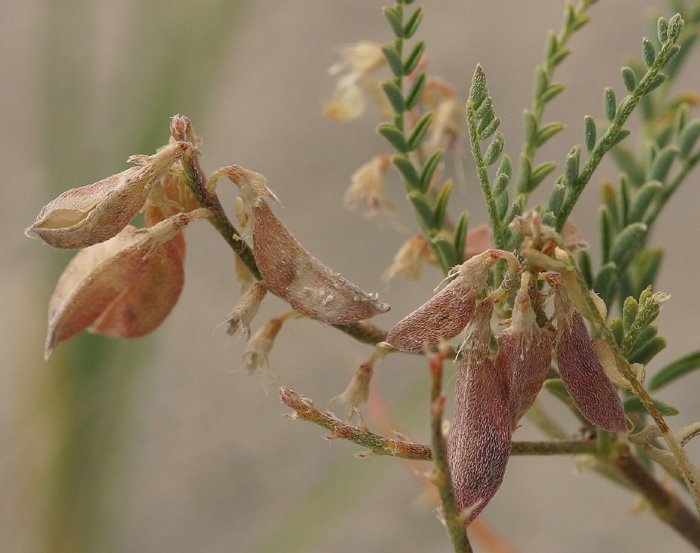 Astragalus johannis-howellii