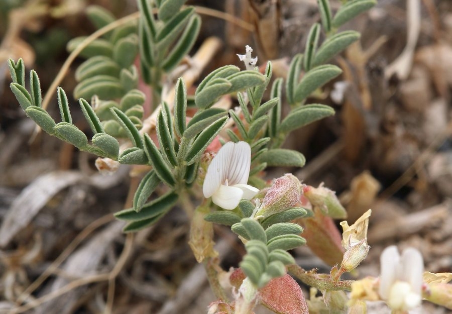 Astragalus johannis-howellii