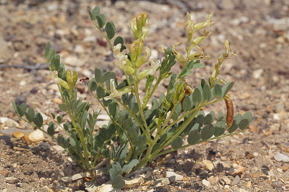 Astragalus oophorus var. lavinii