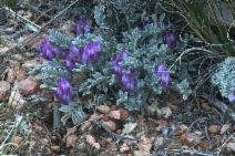 Astragalus purshii var. lectulus