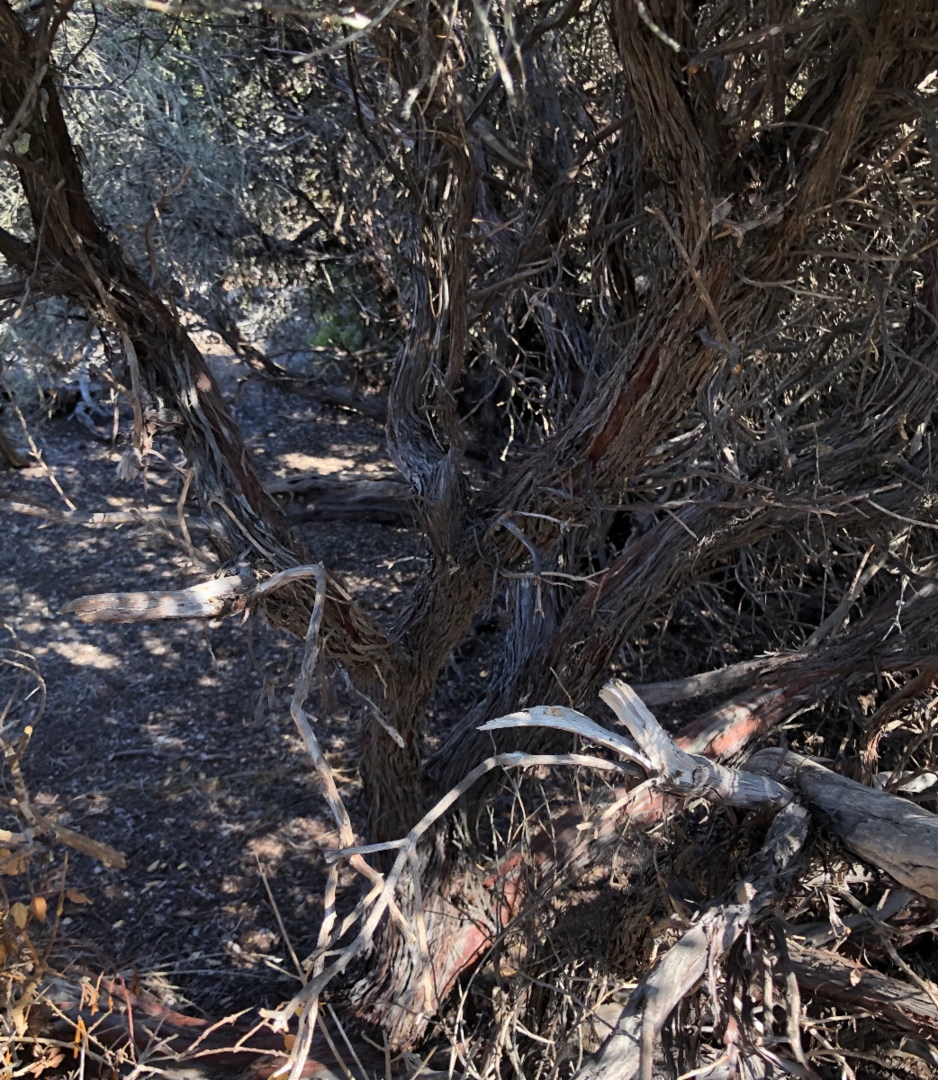 Arctostaphylos morroensis