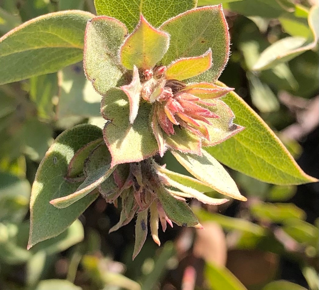 Arctostaphylos morroensis