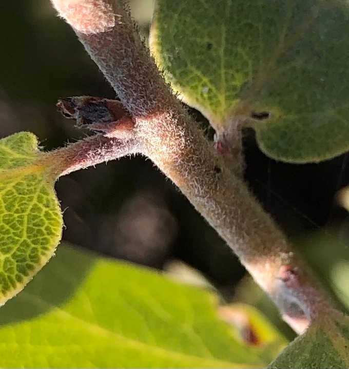 Arctostaphylos morroensis