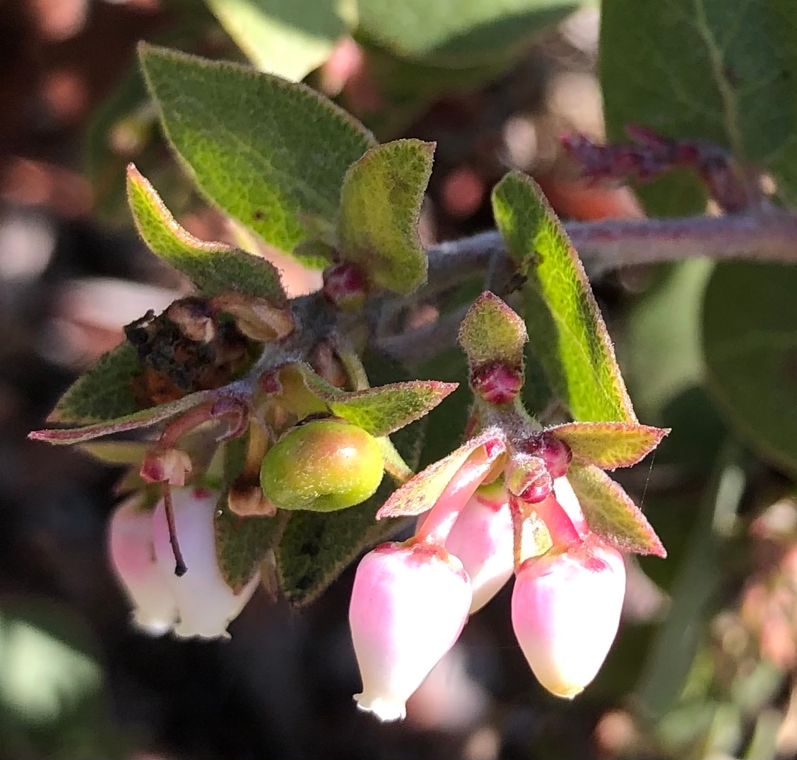 Arctostaphylos osoensis