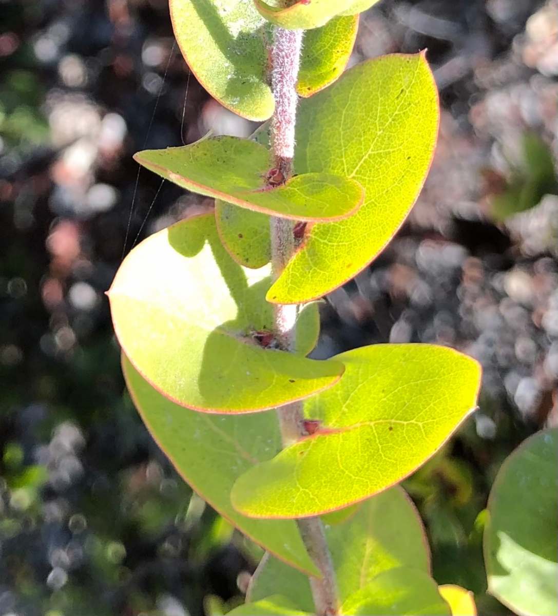 Arctostaphylos osoensis