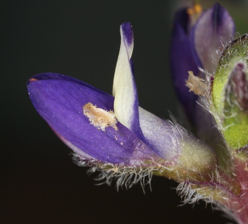 Lupinus brevicaulis