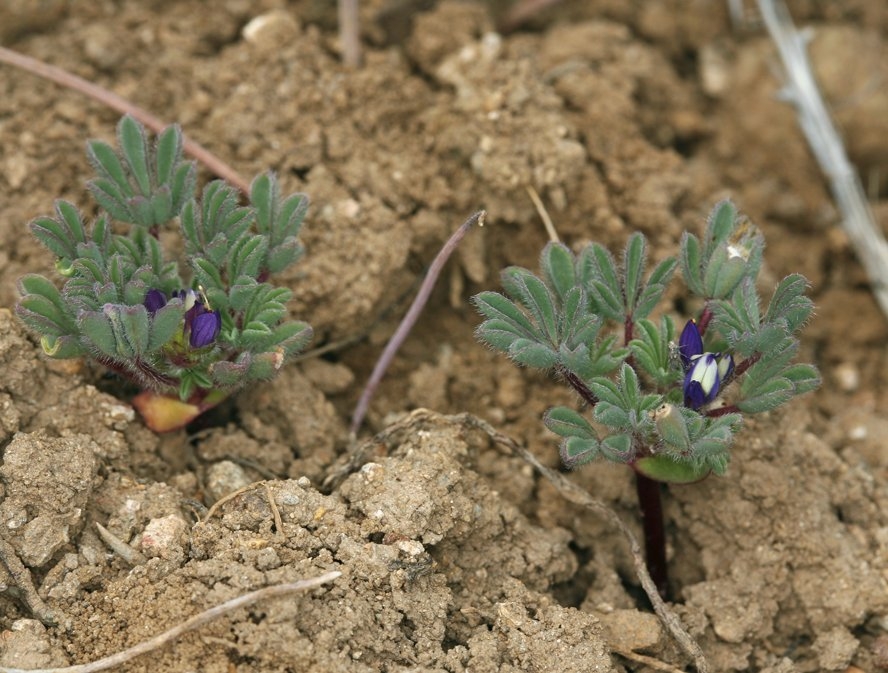 Lupinus brevicaulis