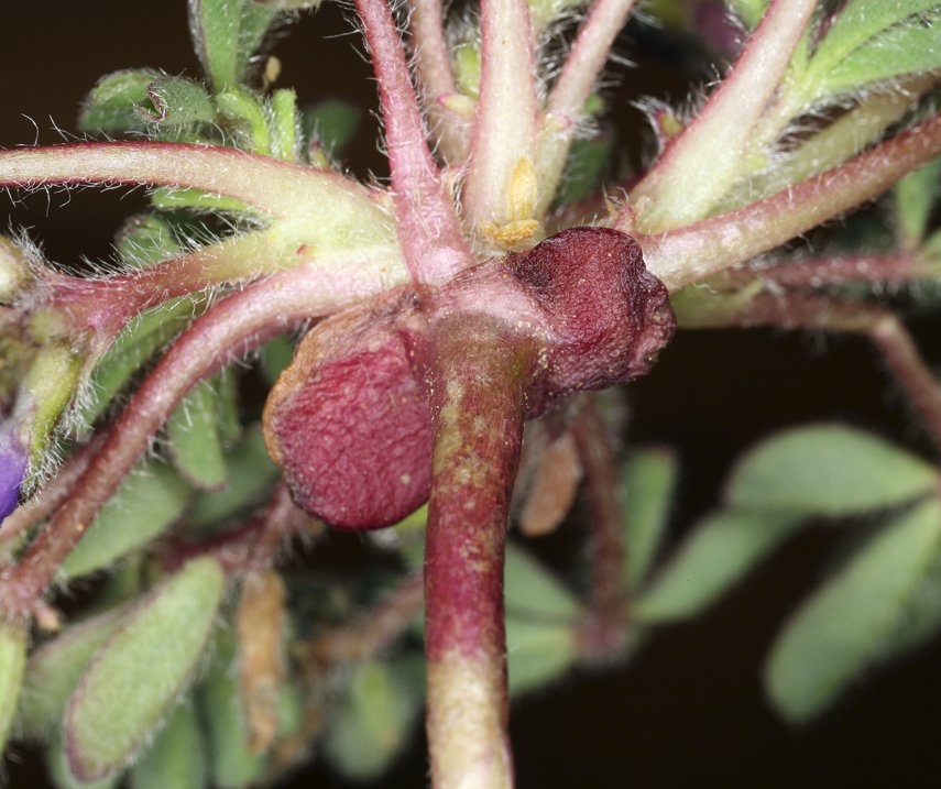 Lupinus brevicaulis