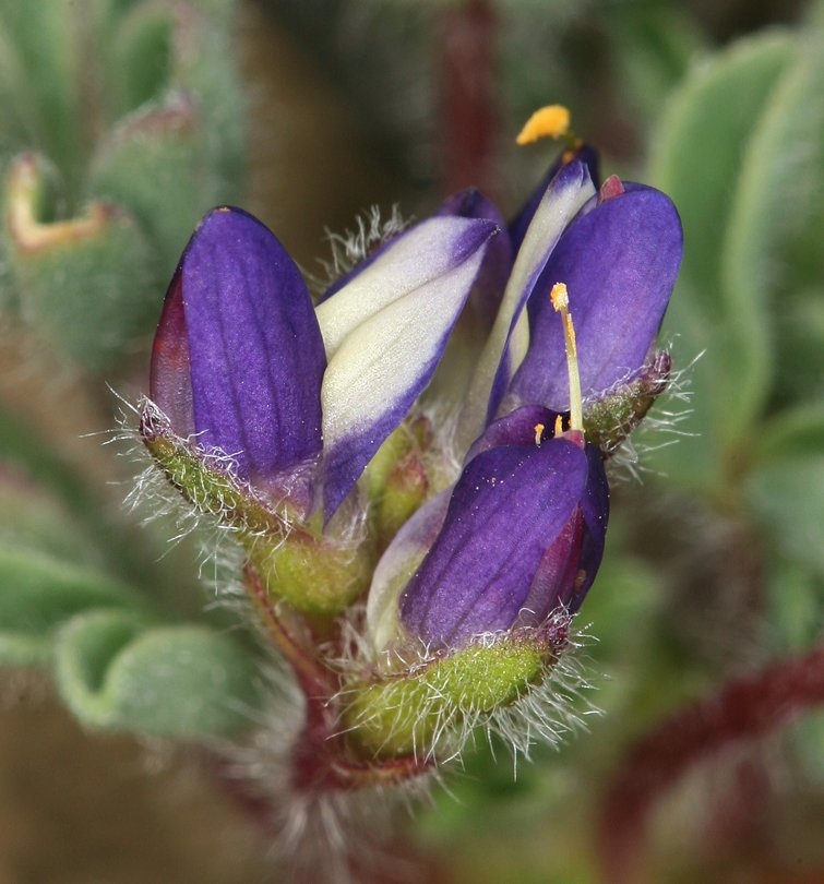 Lupinus brevicaulis