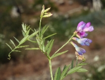 Lathyrus lanszwertii var. lanszwertii