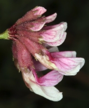 Lotus stipularis var. stipularis
