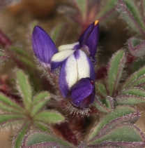 Lupinus brevicaulis