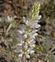 Lupinus microcarpus var. densiflorus