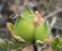 Lupinus densiflorus ssp. austrocollium