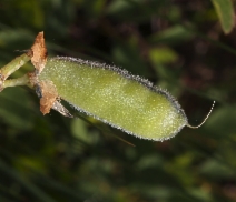 Lupinus polyphyllus ssp. superbus