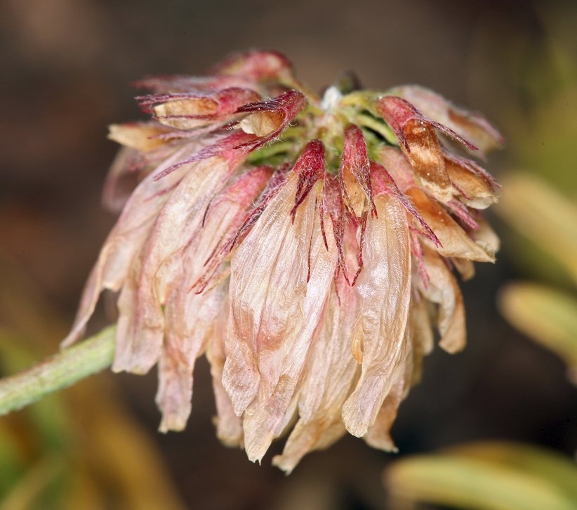 Trifolium lemmonii