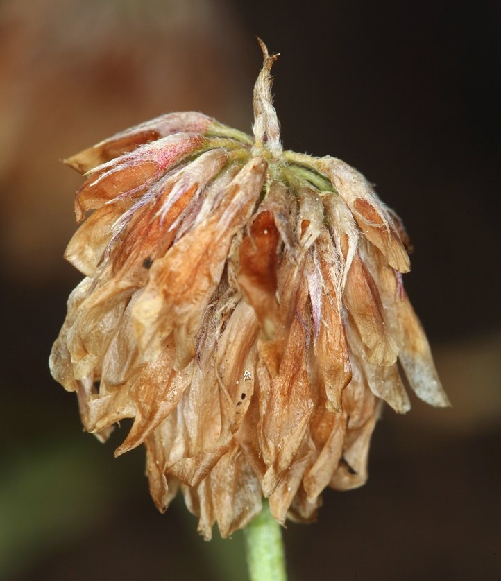 Trifolium lemmonii