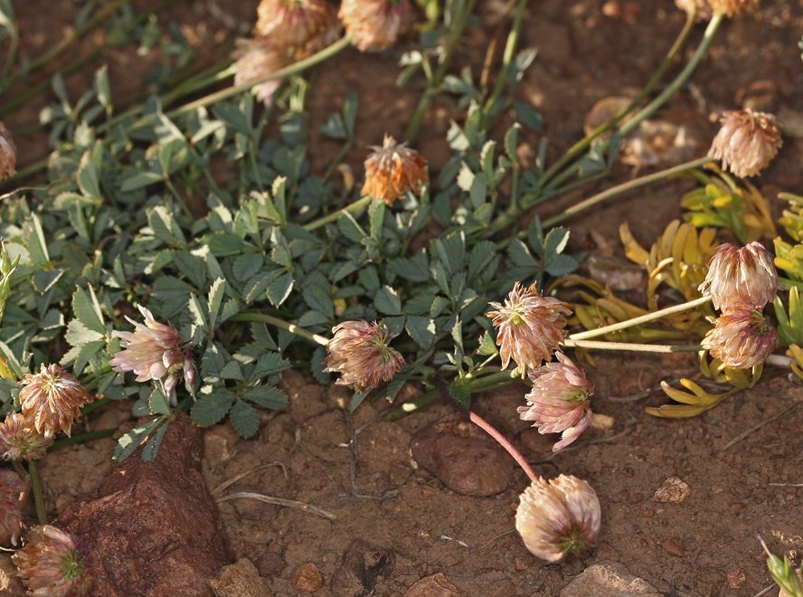 Trifolium lemmonii