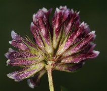Trifolium gracilentum var. gracilentum