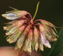 Trifolium gracilentum var. gracilentum