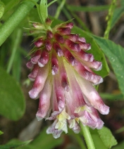 Trifolium kingii var. productum
