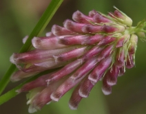 Trifolium kingii var. productum
