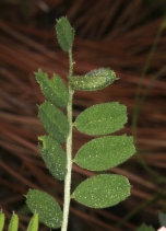 Vicia americana ssp. oregana