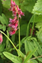 Vicia gigantea