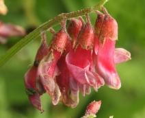 Vicia gigantea