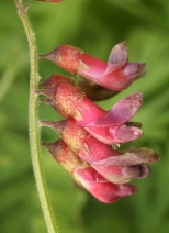 Vicia gigantea