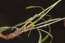 Swertia albicaulis var. nitida