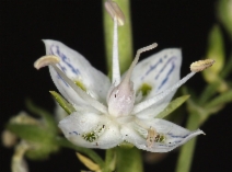 Swertia albicaulis